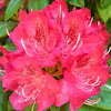 Rhododendron (hot pink)