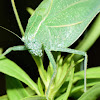 Greater Angle-Winged Katydid