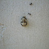 Ashy Gray Lady Beetle