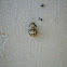 Ashy Gray Lady Beetle