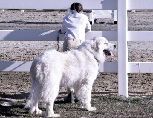 Great Pyrenees Dog