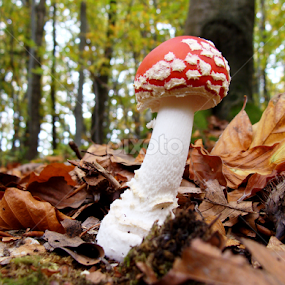 by Babica Slez - Nature Up Close Mushrooms & Fungi