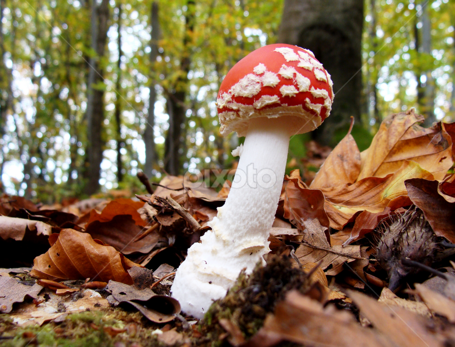 by Babica Slez - Nature Up Close Mushrooms & Fungi