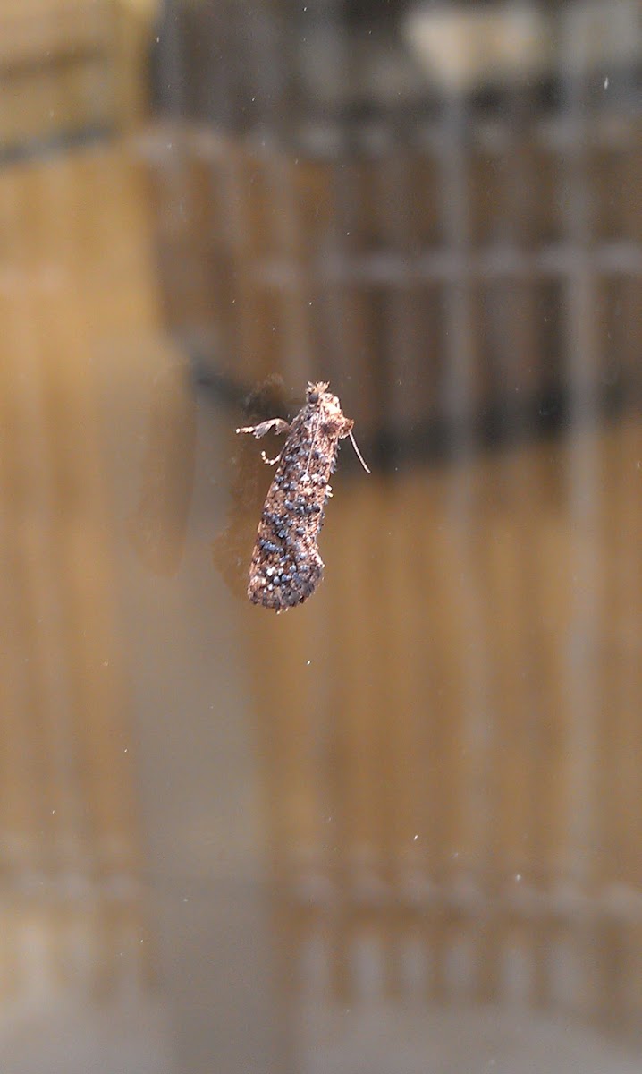 Moth of some sort
