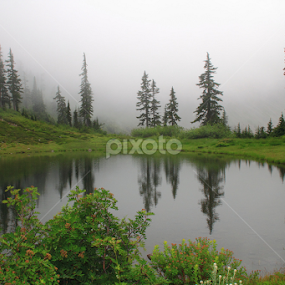 Foggy by Gabi Fulcher - Landscapes Forests