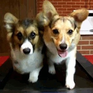 CorgiRunner.apk 1.1