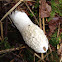 Stinkhorn