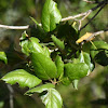 Californian Scrub Oak