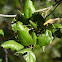 Californian Scrub Oak