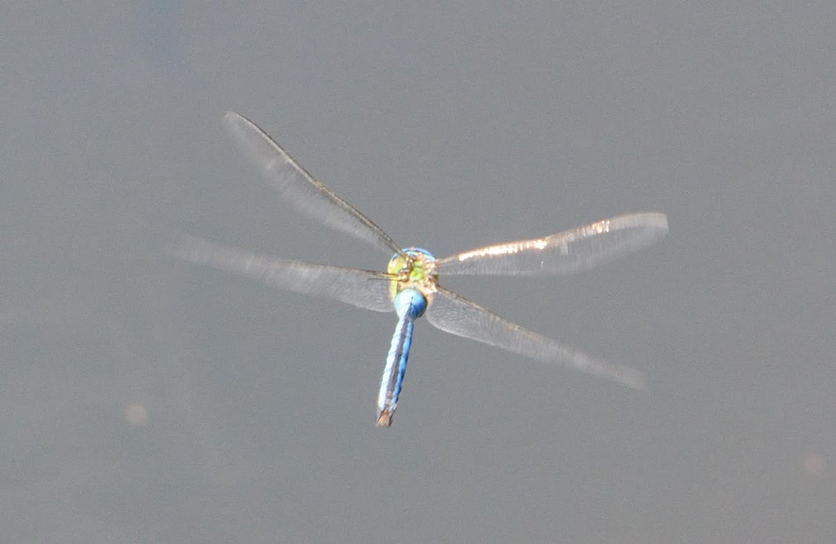Emperor dragonfly, libélula emperador