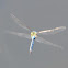 Emperor dragonfly, libélula emperador