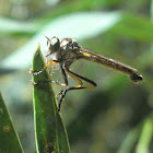 Common Yellow Robber Fly