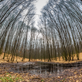 Around by Hamos Gyozo - Nature Up Close Trees & Bushes