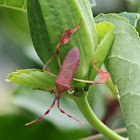 Florida Leaf-footed Bug