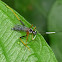 Ichneumonid wasp