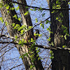 Great Spotted Woodpecker / Veliki djetlić
