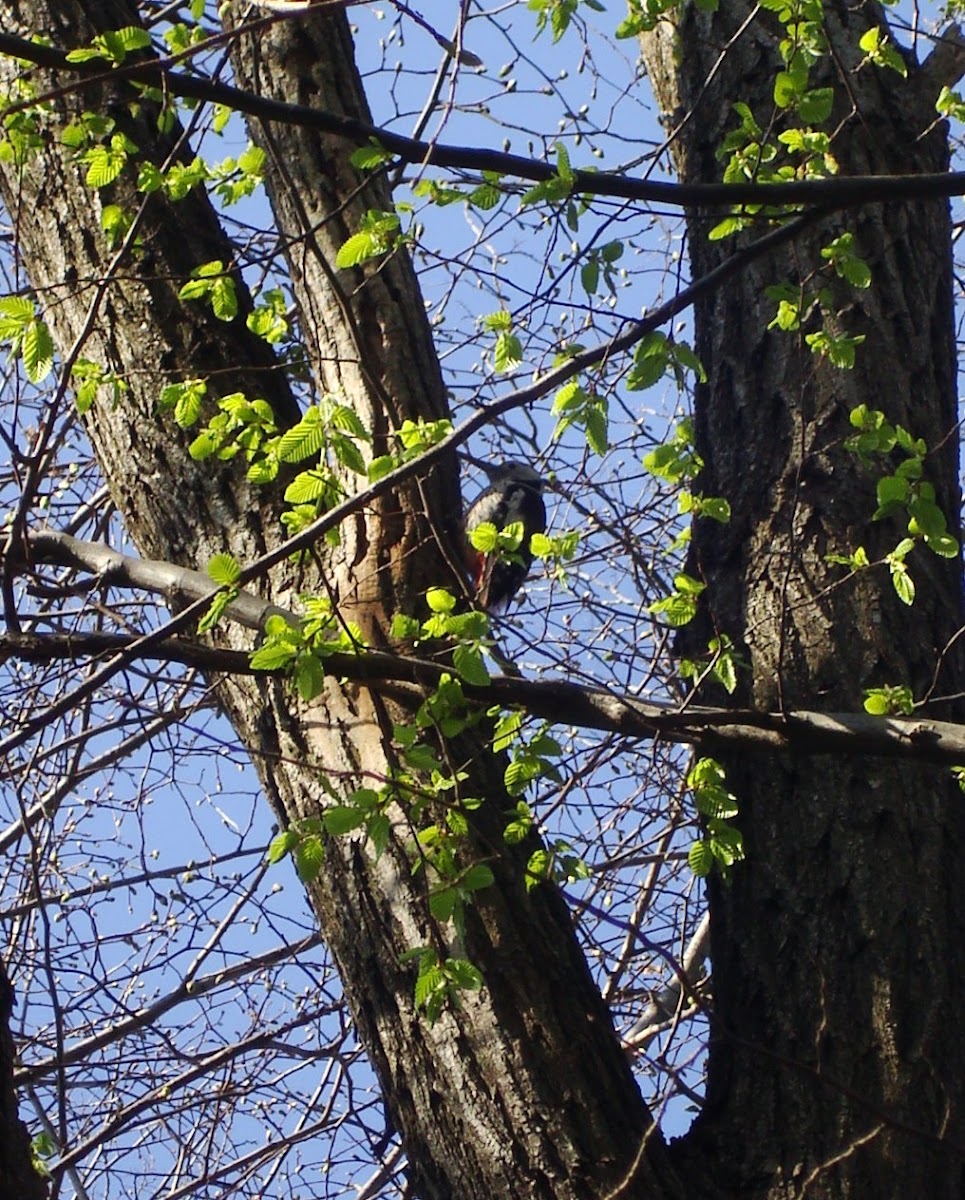 Great Spotted Woodpecker / Veliki djetlić