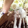 Indian pipe, ghost flower