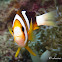 Clark's Anemonefish, Yellowtail Clownfish