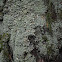 Mealy Rosette Lichen