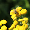 Flower Fly on Common Tansy