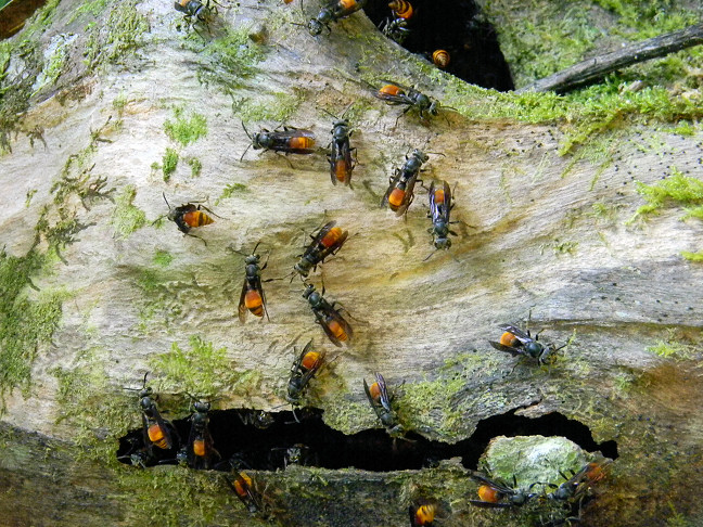 forest wasps