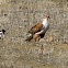 Ferruginous Hawk