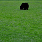 Black Bear