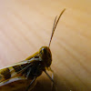 Garden Locust