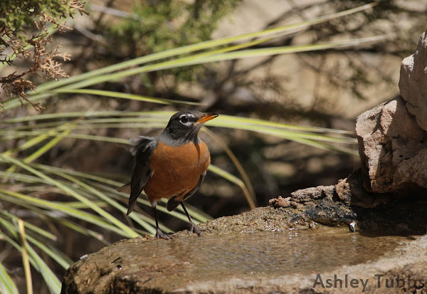 American Robin | Project Noah