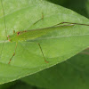 Great Green Grasshopper