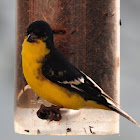 Lesser Goldfinch "Texas" form (male)