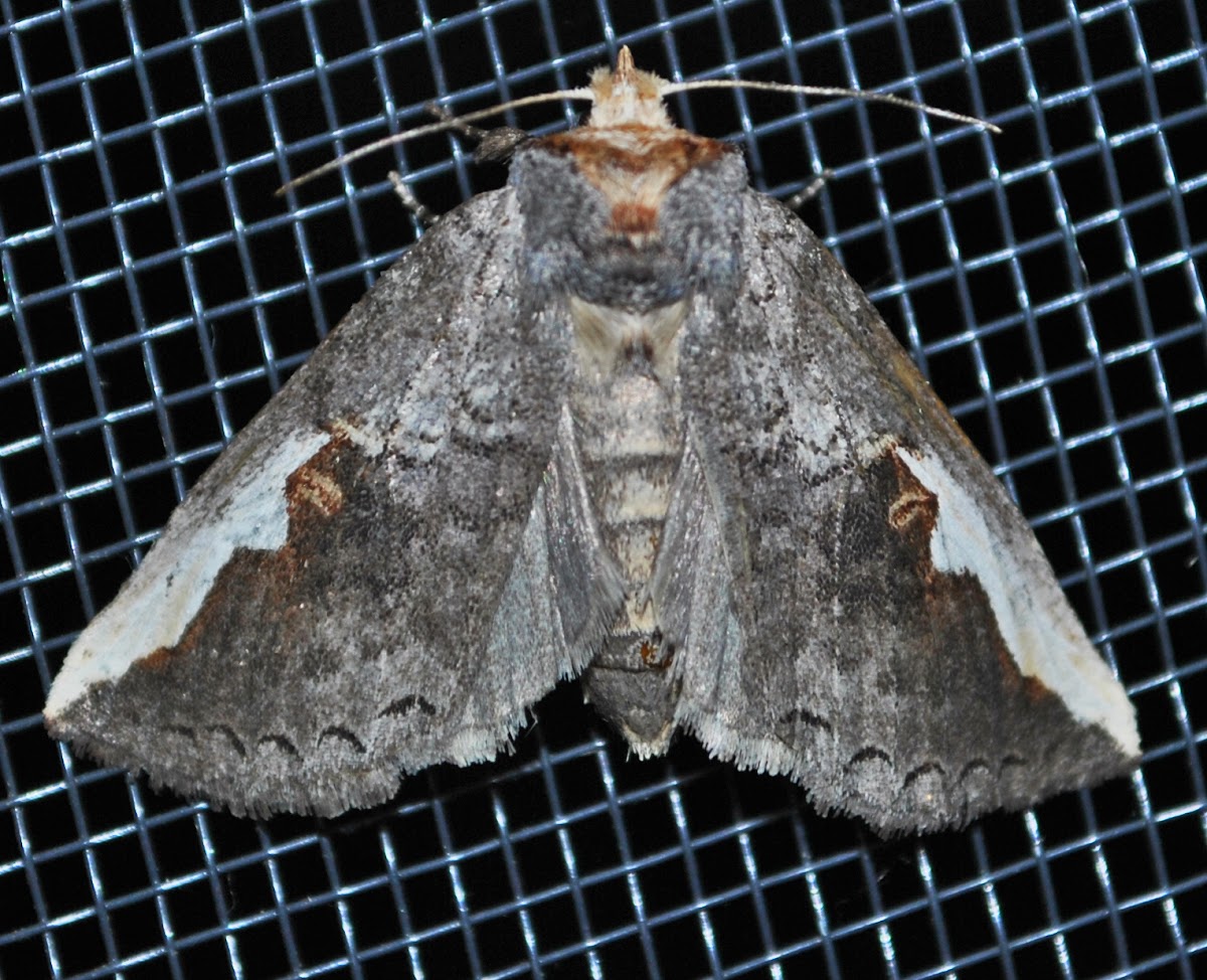 White-Headed Prominent
