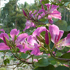 Bauhinia