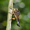 Robber fly