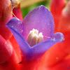 Bromeliad flower