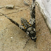 Rustic Sphinx Moth