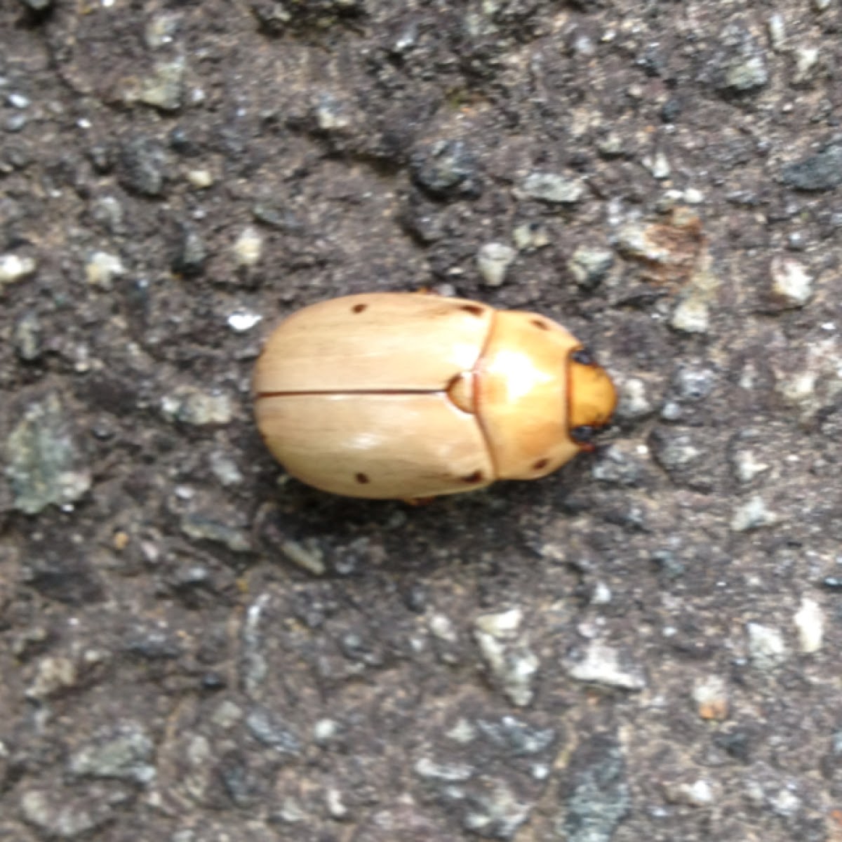 Grapevine Beetle Project Noah