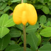 Arachis pintoi (Yellow peanut plant)