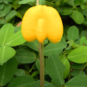 Arachis pintoi (Yellow peanut plant)