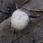 spider egg cocoon
