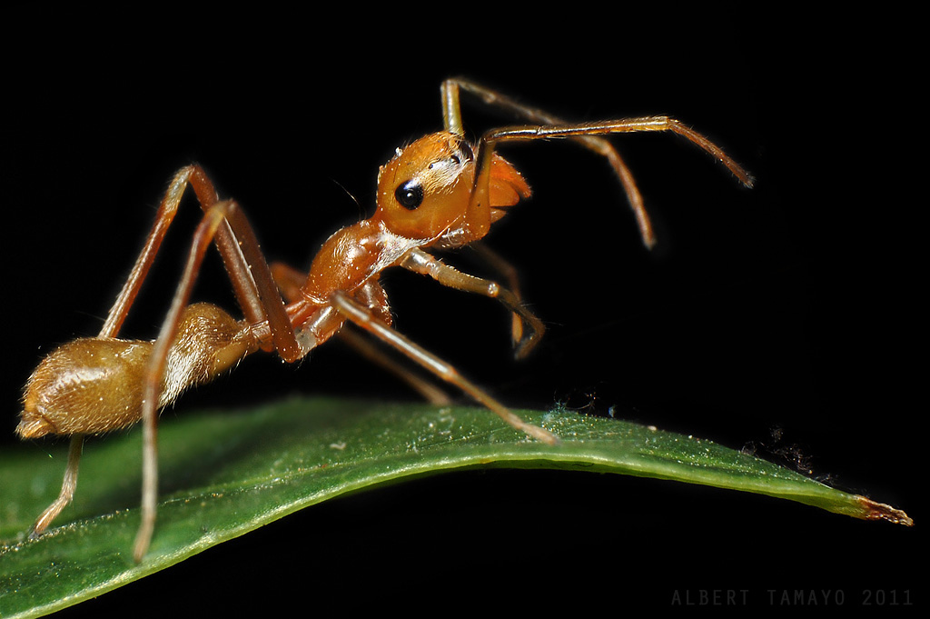 Ant-Mimic Spider and Weaver Ant