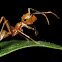 Ant-Mimic Spider and Weaver Ant