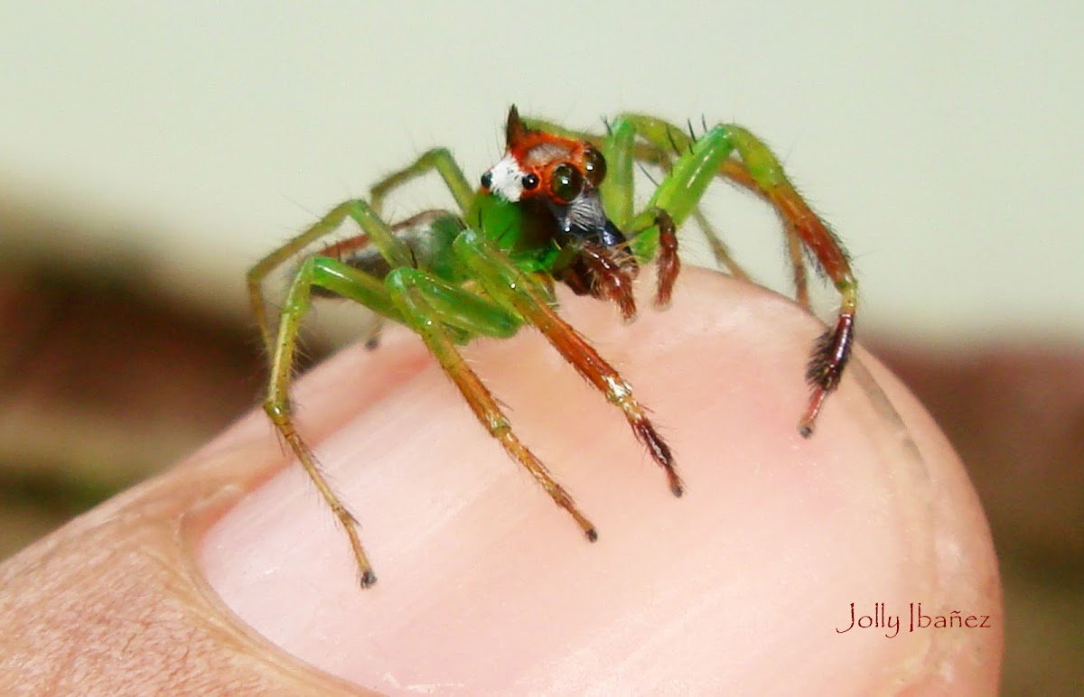 Green Jumping Spider (Male)