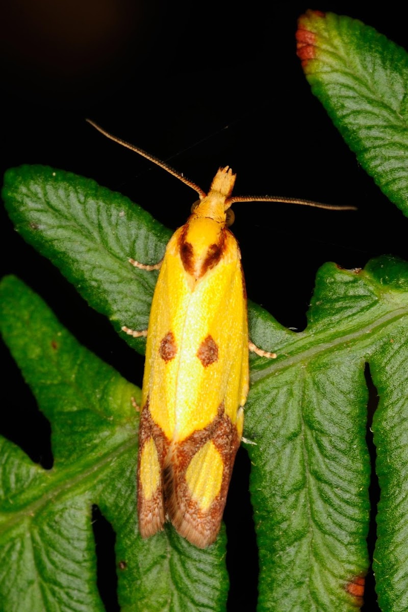 Sulphur knapweed moth