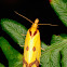 Sulphur knapweed moth