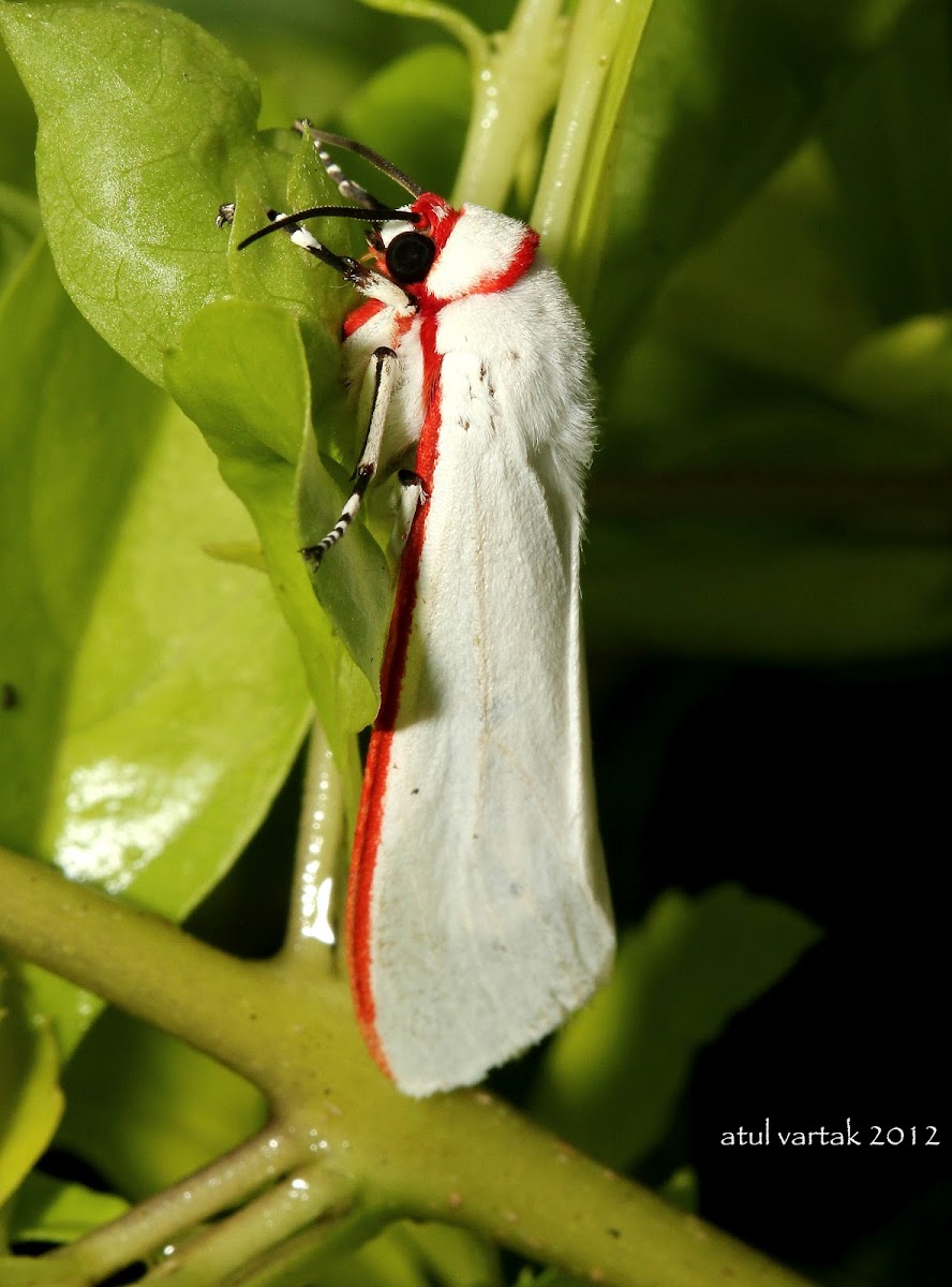White Winged Red Costa Tiger Moth