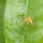 Sixspotted Orbweaver