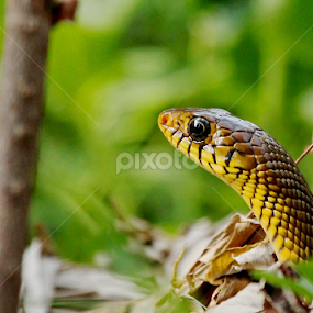Anybody there???Peeping Rat Snake.. by Nithya Purushothaman - Animals Reptiles