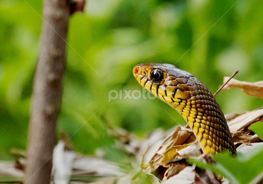 Anybody there???Peeping Rat Snake.. by Nithya Purushothaman - Animals Reptiles